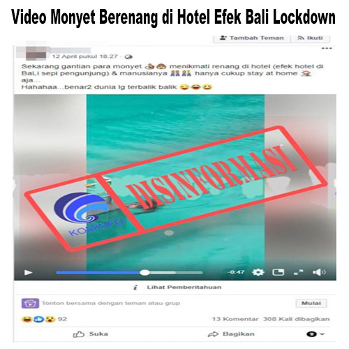 Video Monyet Berenang di Hotel Efek Bali Lockdown