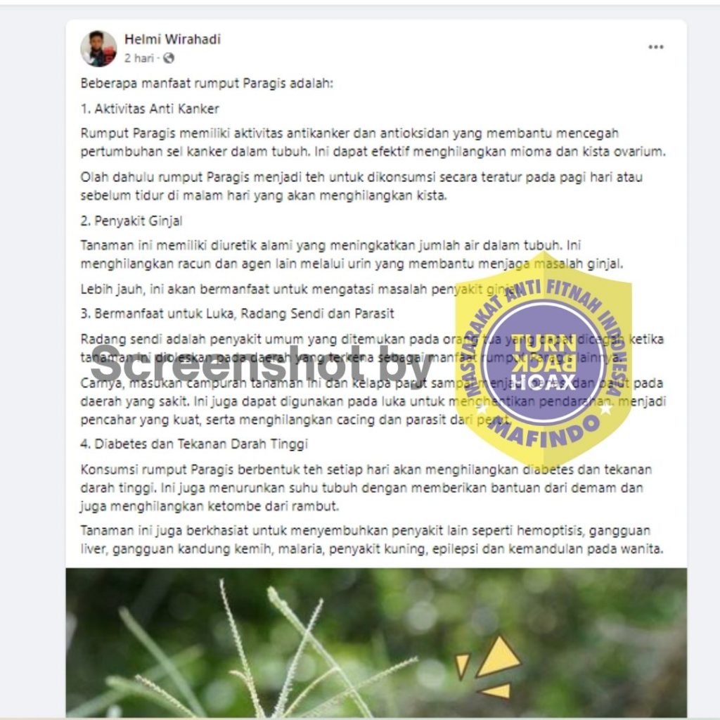 Air Rebusan Rumput Paragis dapat Sembuhkan Kanker