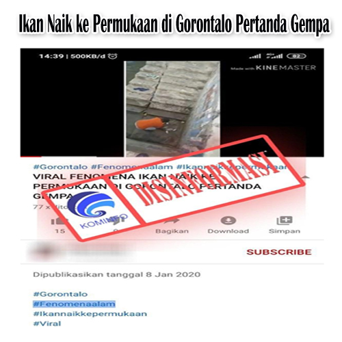 Ikan Naik ke Permukaan di Gorontalo Pertanda Gempa