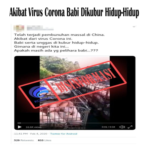 Akibat Virus Corona Babi Dikubur Hidup-Hidup