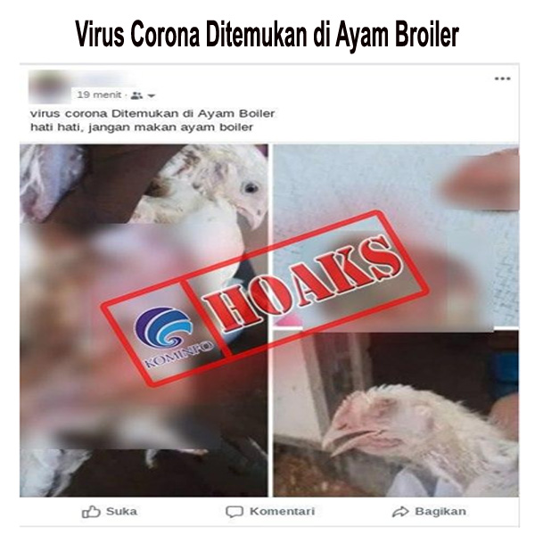 Virus Corona Ditemukan di Ayam Broiler