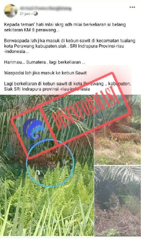 Foto Harimau Berkeliaran di Kebun Sawit di Kabupaten Siak