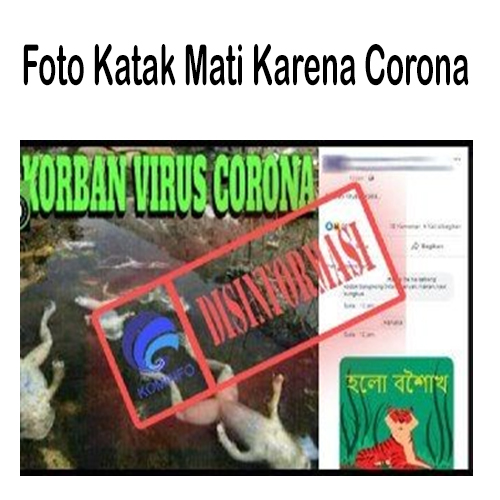 Foto Katak Mati Karena Corona