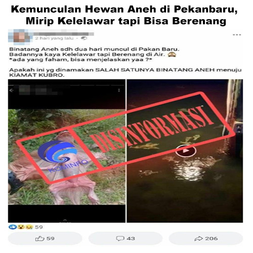 Kemunculan Hewan Aneh di Pekanbaru, Mirip Kelelawar tapi Bisa Berenang