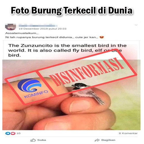 Foto Burung Terkecil di Dunia