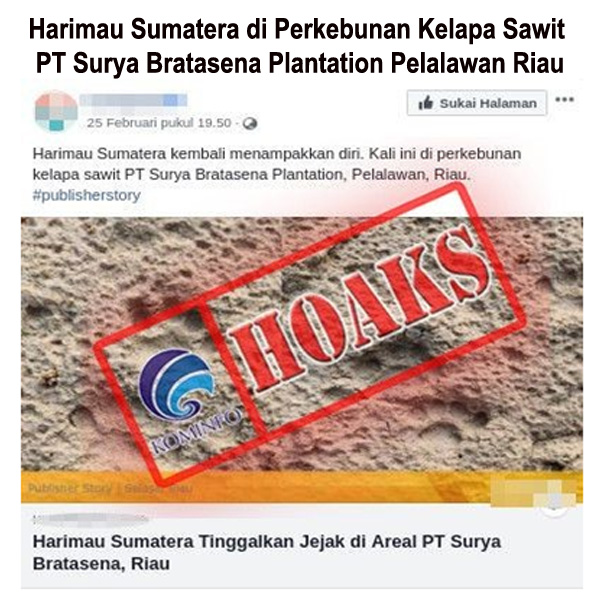 Harimau Sumatera di Perkebunan Kelapa Sawit PT Surya Bratasena Plantation Pelalawan Riau